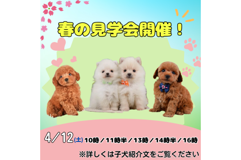 成約済の静岡県のシーズー-377692の3枚目